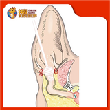 CLEANING COTTON SWAB SIZE [M] [56 STICK]